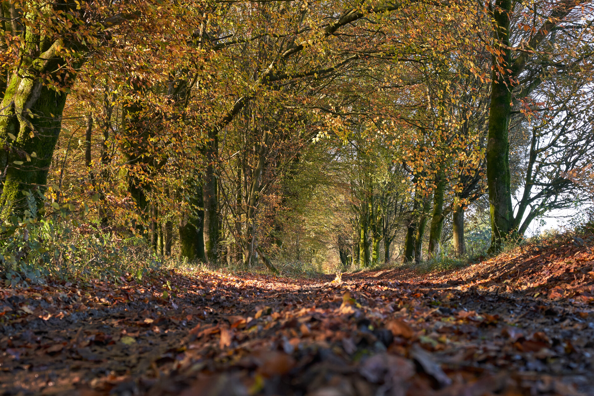 Highclere Castle photo