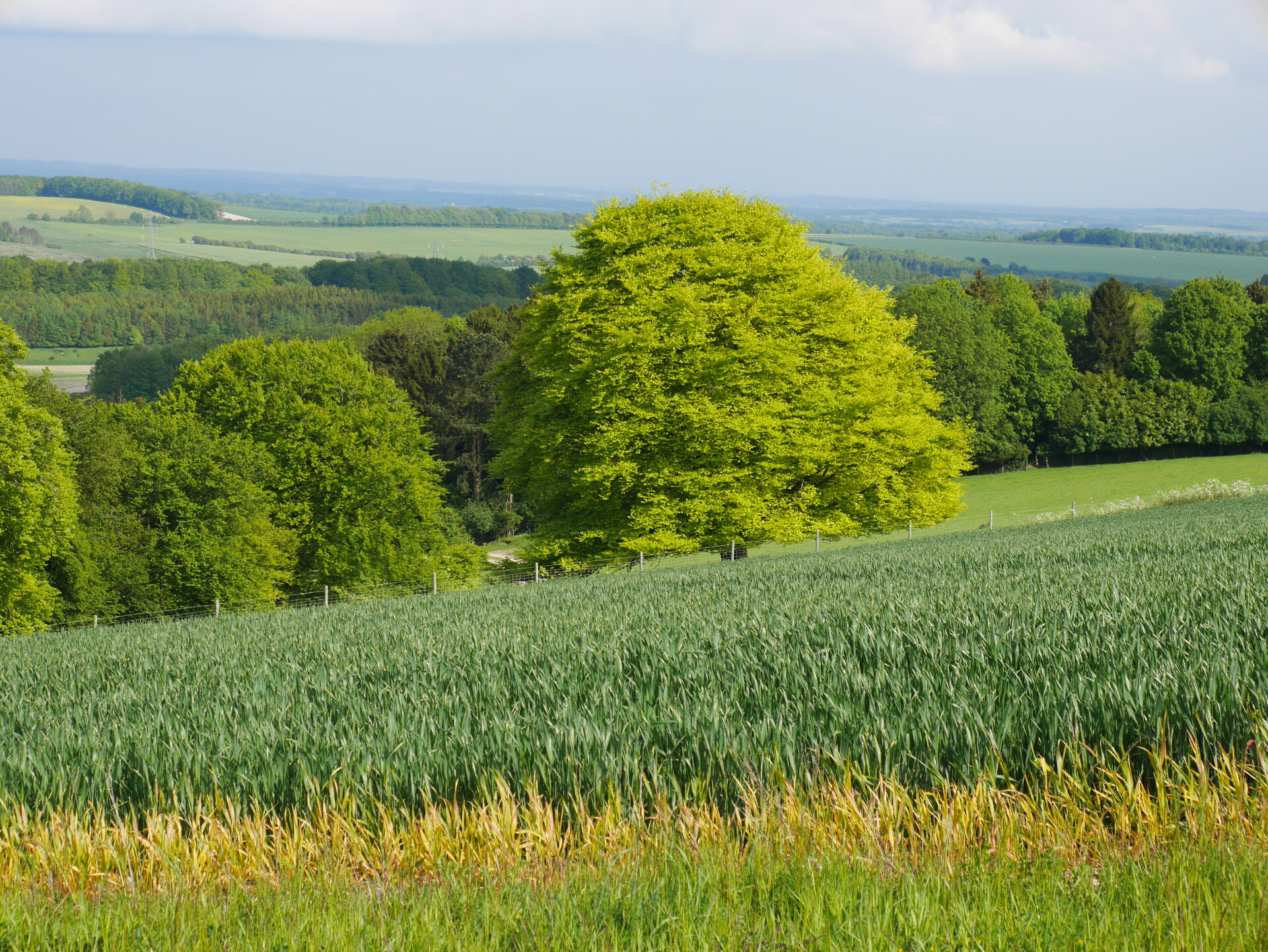 Highclere Castle photo